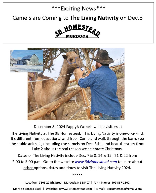 Camels at The Living Nativity 2024