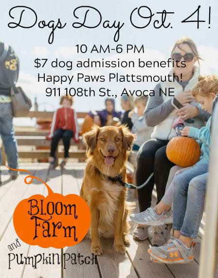 dog days pumpkin patch